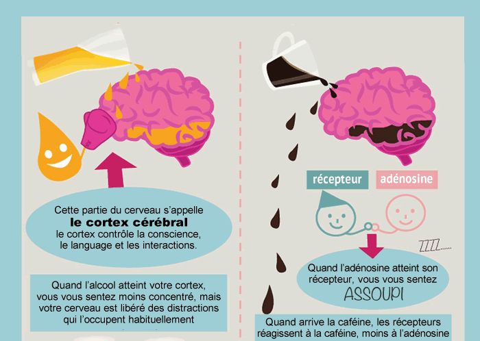 Comment la bière et le café agissent sur votre cerveau...